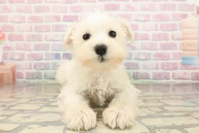 東京都のミニチュアシュナウザー (Coo&RIKU池袋西口店/2025年9月6日生まれ/女の子/ホワイト)の子犬