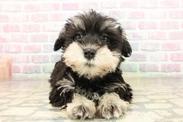 東京都のミニチュアシュナウザー (Coo&RIKU大久保店/2025年9月6日生まれ/男の子/ブラックシルバー)の子犬