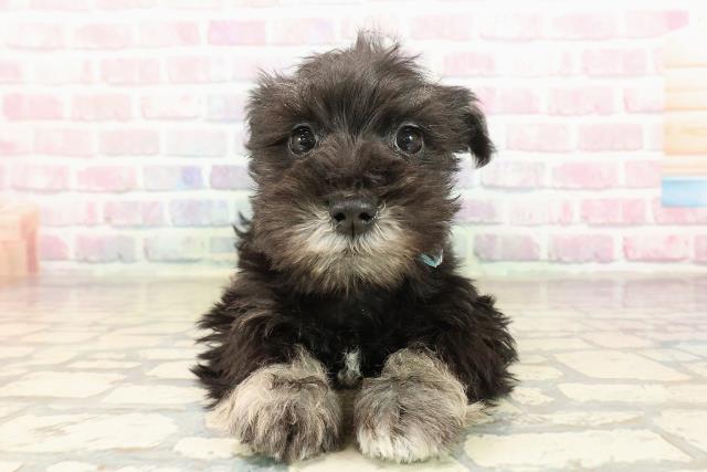 東京都のミニチュアシュナウザー (Coo&RIKU広尾店/2025年9月6日生まれ/男の子/ブラックシルバー)の子犬