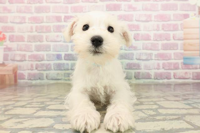 ミニチュア・シュナウザー