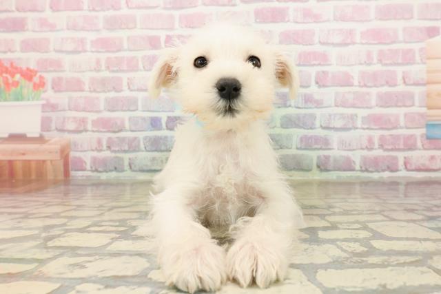 東京都のミニチュアシュナウザー (Coo&RIKU三軒茶屋店/2025年9月6日生まれ/男の子/ホワイト)の子犬