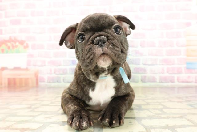 フレンチブルドッグ