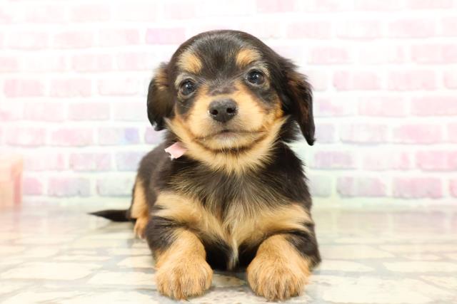 東京都のチワックス(チワワ×ダックス) (Coo&RIKU赤坂店/2025年9月10日生まれ/女の子/ブラックタン)の子犬の1枚目の画像