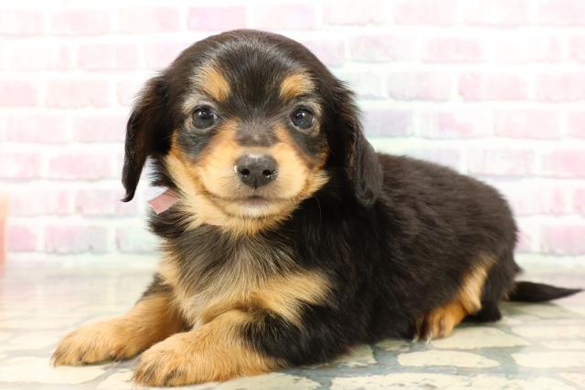 東京都のチワックス(チワワ×ダックス) (Coo&RIKU赤坂店/2025年9月10日生まれ/女の子/ブラックタン)の子犬の2枚目の画像