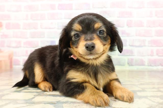 東京都のチワックス(チワワ×ダックス) (Coo&RIKU赤坂店/2025年9月10日生まれ/女の子/ブラックタン)の子犬の3枚目の画像