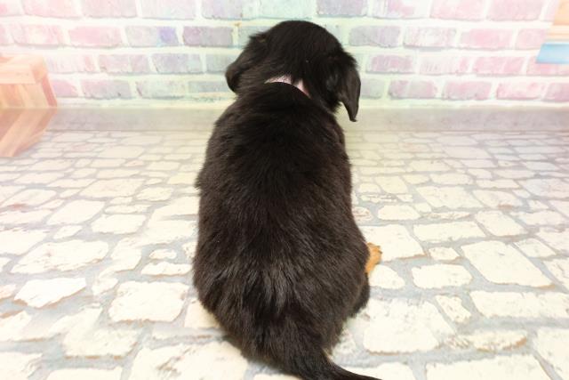 東京都のチワックス(チワワ×ダックス) (Coo&RIKU赤坂店/2025年9月10日生まれ/女の子/ブラックタン)の子犬の4枚目の画像