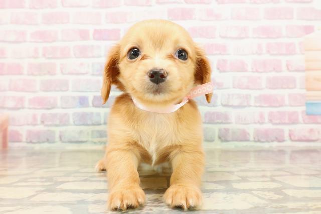東京都のチワックス(チワワ×ダックス) (Coo&RIKU足立本店/2025年9月10日生まれ/女の子/ゴールド)の子犬