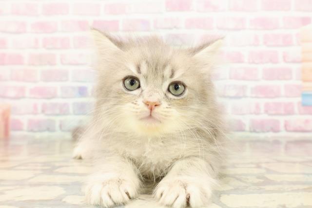 東京都のサイベリアン (Coo&RIKU阿佐ヶ谷店/2025年9月5日生まれ/男の子/ブルータビー)の子猫の1枚目の画像