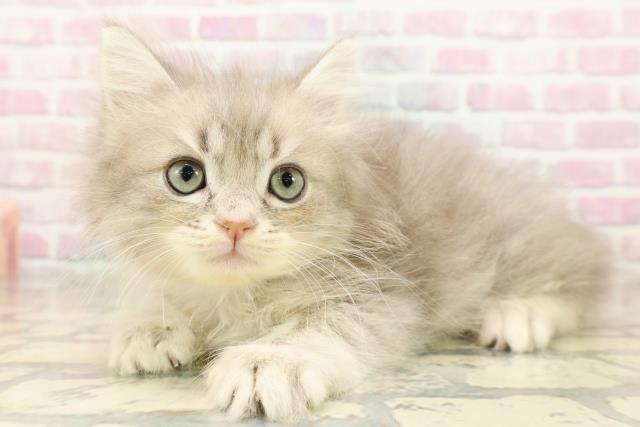 東京都のサイベリアン (Coo&RIKU阿佐ヶ谷店/2025年9月5日生まれ/男の子/ブルータビー)の子猫の2枚目の画像