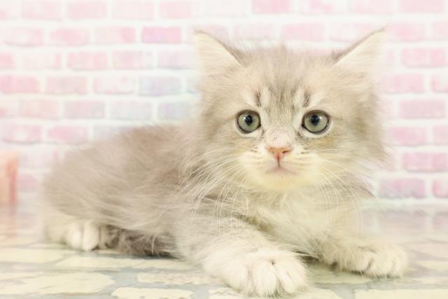 東京都のサイベリアン (Coo&RIKU阿佐ヶ谷店/2025年9月5日生まれ/男の子/ブルータビー)の子猫の3枚目の画像