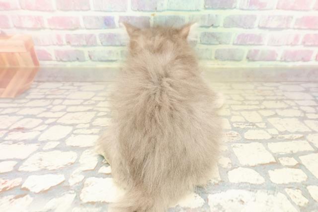 東京都のサイベリアン (Coo&RIKU阿佐ヶ谷店/2025年9月5日生まれ/男の子/ブルータビー)の子猫の4枚目の画像