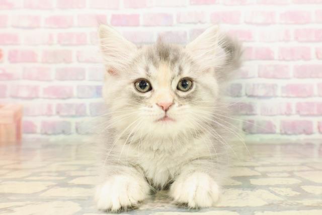 栃木県のサイベリアン (Coo&RIKU小山店/2025年9月10日生まれ/女の子/ブルーシルバーパッチドタビー)の子猫の1枚目の画像