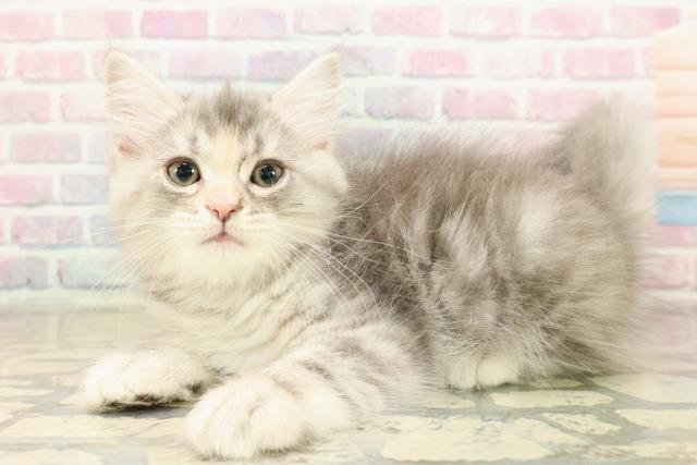 栃木県のサイベリアン (Coo&RIKU小山店/2025年9月10日生まれ/女の子/ブルーシルバーパッチドタビー)の子猫の2枚目の画像