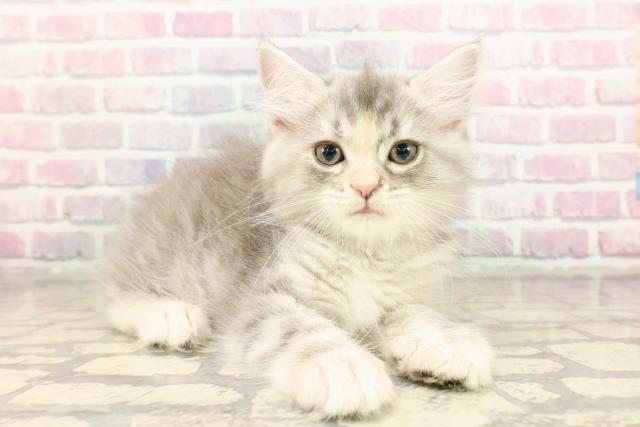 栃木県のサイベリアン (Coo&RIKU小山店/2025年9月10日生まれ/女の子/ブルーシルバーパッチドタビー)の子猫の3枚目の画像