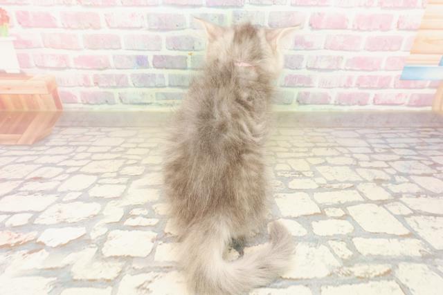 栃木県のサイベリアン (Coo&RIKU小山店/2025年9月10日生まれ/女の子/ブルーシルバーパッチドタビー)の子猫の4枚目の画像