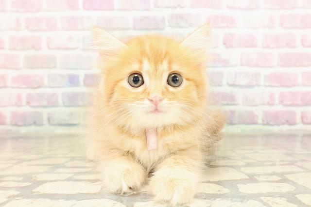 東京都のサイベリアン (Coo&RIKU高円寺店/2025年9月10日生まれ/女の子/レッドタビー)の子猫の1枚目の画像