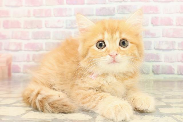 東京都のサイベリアン (Coo&RIKU高円寺店/2025年9月10日生まれ/女の子/レッドタビー)の子猫の3枚目の画像