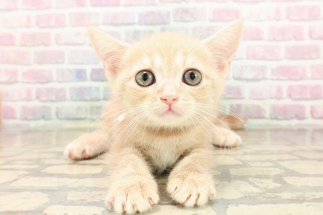 東京都のアメリカンショートヘアー (Coo&RIKU下北沢店/2025年9月7日生まれ/女の子/クリームタビー)の子猫の1枚目の画像