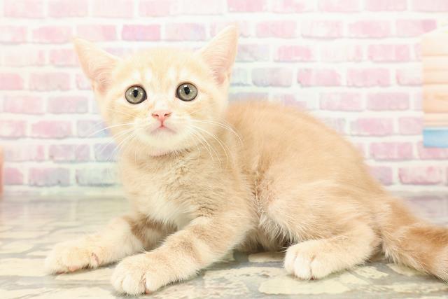 東京都のアメリカンショートヘアー (Coo&RIKU下北沢店/2025年9月7日生まれ/女の子/クリームタビー)の子猫の2枚目の画像