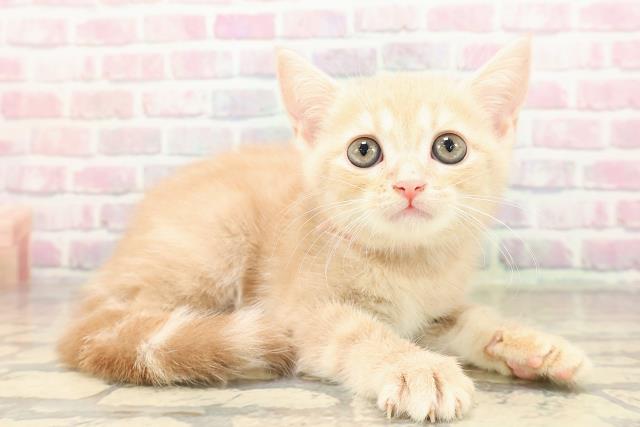 東京都のアメリカンショートヘアー (Coo&RIKU下北沢店/2025年9月7日生まれ/女の子/クリームタビー)の子猫の3枚目の画像