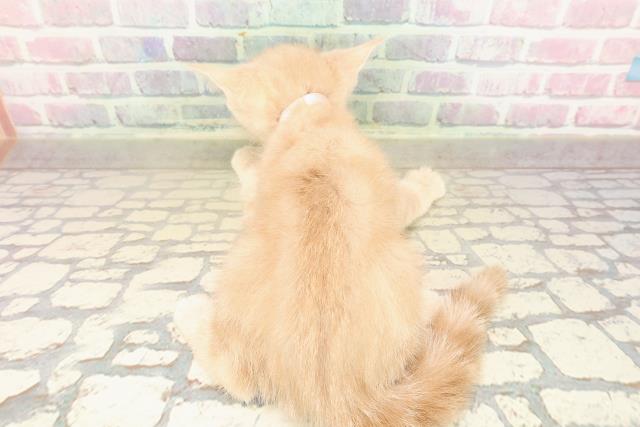 東京都のアメリカンショートヘアー (Coo&RIKU下北沢店/2025年9月7日生まれ/女の子/クリームタビー)の子猫の4枚目の画像