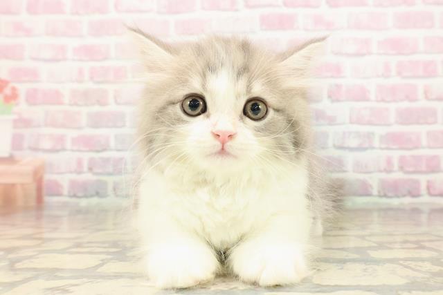 東京都のサイベリアン (Coo&RIKU中野サンモール店/2025年9月5日生まれ/男の子/ブルータビーホワイト)の子猫