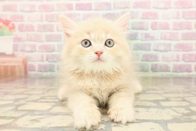 東京都のサイベリアン (Coo&RIKU新小岩店/2025年9月10日生まれ/女の子/クリームタビー)の子猫の1枚目の画像