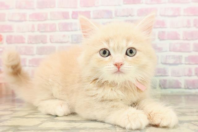 東京都のサイベリアン (Coo&RIKU新小岩店/2025年9月10日生まれ/女の子/クリームタビー)の子猫の3枚目の画像