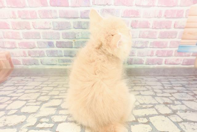 東京都のサイベリアン (Coo&RIKU新小岩店/2025年9月10日生まれ/女の子/クリームタビー)の子猫の4枚目の画像