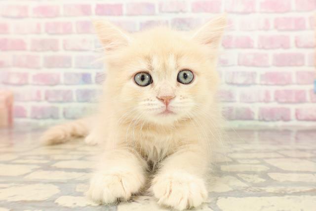 東京都のサイベリアン (Coo&RIKU浅草店/2025年9月10日生まれ/女の子/クリームタビー)の子猫