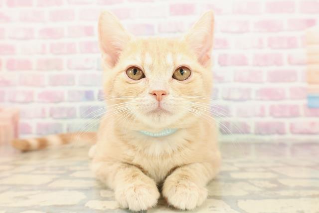 東京都のアメリカンショートヘアー (Coo&RIKU高円寺店/2025年8月25日生まれ/男の子/クリームタビー)の子猫の1枚目の画像