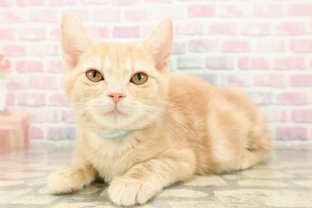 東京都のアメリカンショートヘアー (Coo&RIKU高円寺店/2025年8月25日生まれ/男の子/クリームタビー)の子猫の2枚目の画像