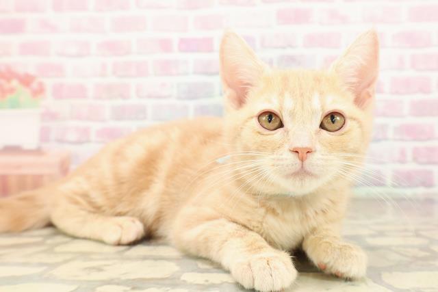 東京都のアメリカンショートヘアー (Coo&RIKU高円寺店/2025年8月25日生まれ/男の子/クリームタビー)の子猫の3枚目の画像