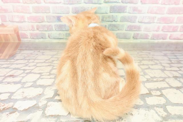 東京都のアメリカンショートヘアー (Coo&RIKU高円寺店/2025年8月25日生まれ/男の子/クリームタビー)の子猫の4枚目の画像