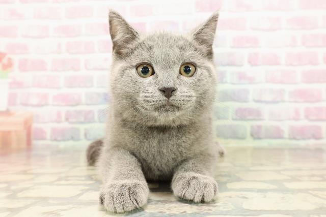 東京都のシャルトリュー (Coo&RIKU武蔵小山店/2025年8月29日生まれ/男の子/ブルー)の子猫