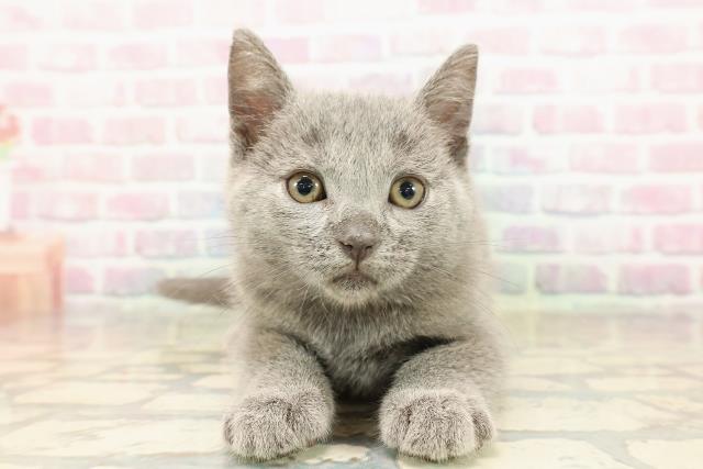 シャルトリュー