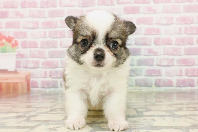 チワワ(ロングコート)