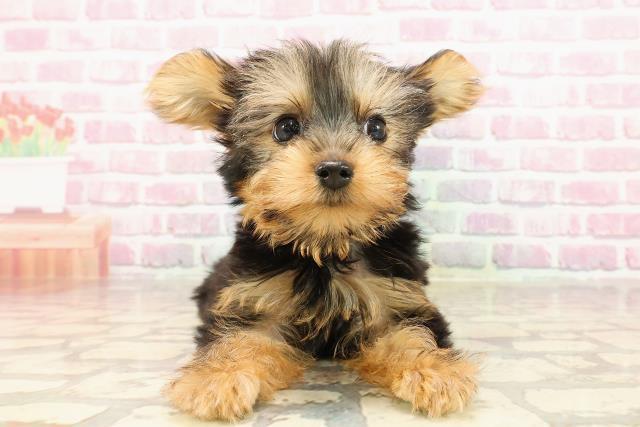 ヨークシャーテリア