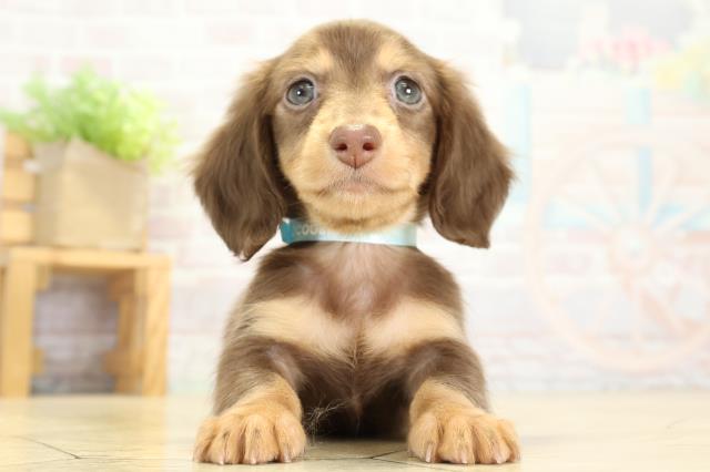 ミニチュア・ダックスフンド