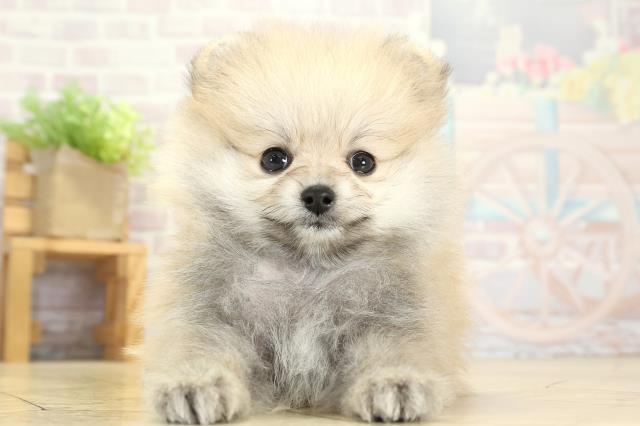 愛知県のポメラニアン (Coo&RIKU東海一宮店/2025年9月10日生まれ/男の子/ウルフセーブル)の子犬の1枚目の画像