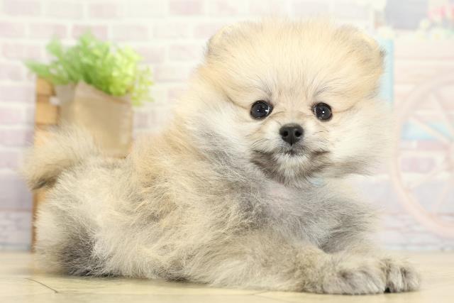 愛知県のポメラニアン (Coo&RIKU東海一宮店/2025年9月10日生まれ/男の子/ウルフセーブル)の子犬の2枚目の画像