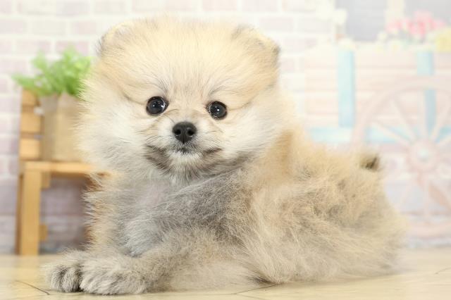 愛知県のポメラニアン (Coo&RIKU東海一宮店/2025年9月10日生まれ/男の子/ウルフセーブル)の子犬の3枚目の画像