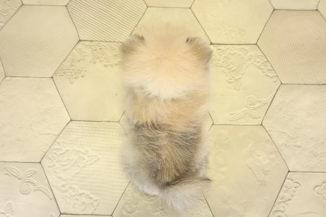 愛知県のポメラニアン (Coo&RIKU東海一宮店/2025年9月10日生まれ/男の子/ウルフセーブル)の子犬の4枚目の画像