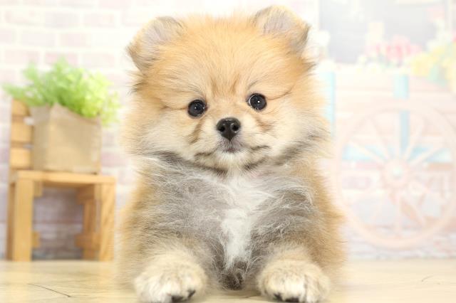 岐阜県のポメラニアン (Coo&RIKU岐南店/2025年9月10日生まれ/女の子/オレンジセーブル)の子犬
