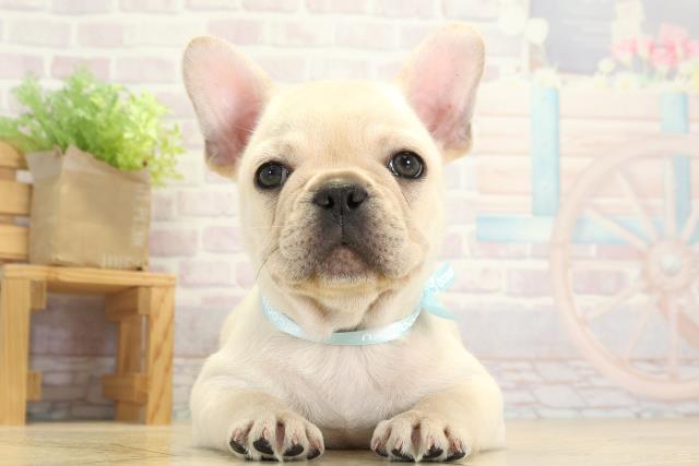 フレンチブルドッグ