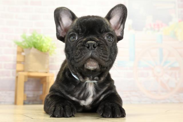 岐阜県のフレンチブルドッグ (Coo&RIKU岐阜店/2025年9月9日生まれ/男の子/ブリンドル)の子犬