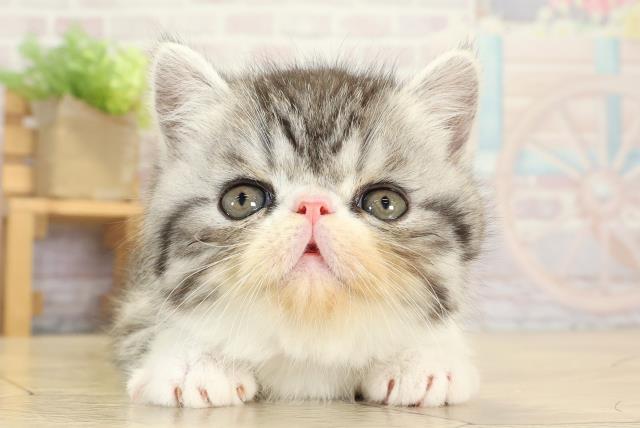 静岡県のエキゾチック (Coo&RIKU静岡SBS通り店/2025年9月10日生まれ/男の子/シルバータビーホワイト)の子猫