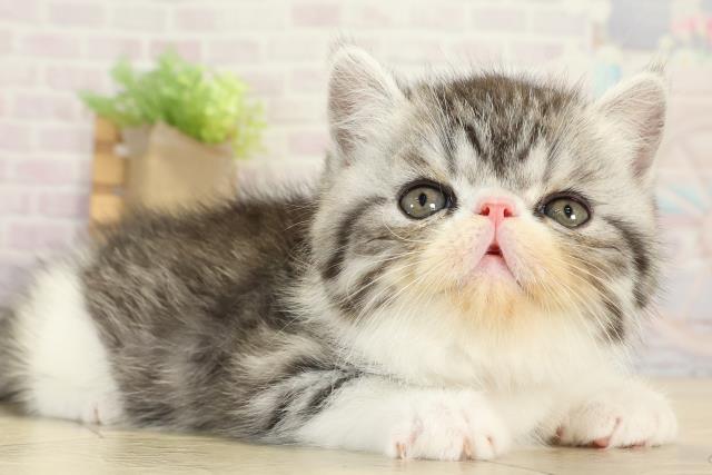 静岡県のエキゾチック (Coo&RIKU静岡SBS通り店/2025年9月10日生まれ/男の子/シルバータビーホワイト)の子猫の2枚目の画像