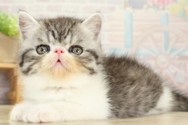 静岡県のエキゾチック (Coo&RIKU静岡SBS通り店/2025年9月10日生まれ/男の子/シルバータビーホワイト)の子猫の3枚目の画像