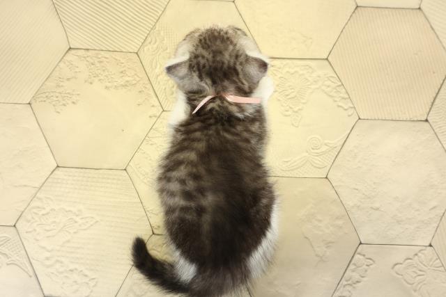 静岡県のエキゾチック (Coo&RIKU静岡SBS通り店/2025年9月10日生まれ/男の子/シルバータビーホワイト)の子猫の4枚目の画像